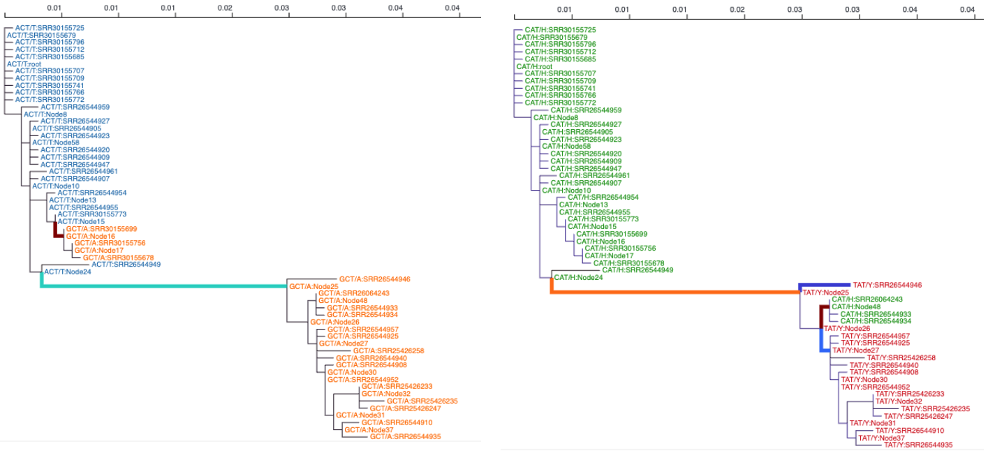 Tracing substitutions within codons 105 (left) and 111 (right) of the P/V reading frames through the phylogenetic tree of the analyzed samples.